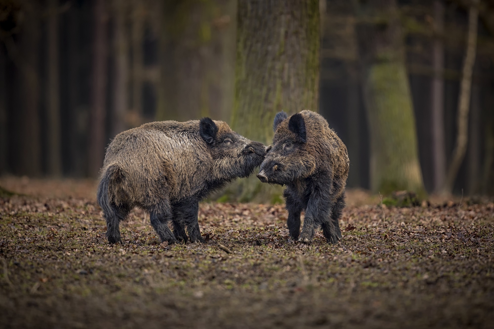 wild-boar-nature-habitat-dangerous-animal-forest-czech-republic-nature-sus-scrofa
